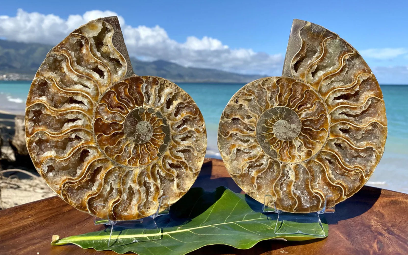 Ammonite split pair on acrylic stands