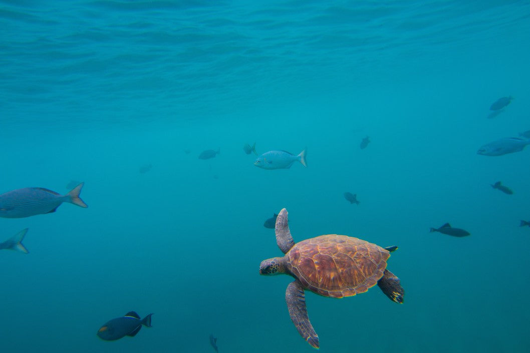 Sea turtle swimming through the ocean