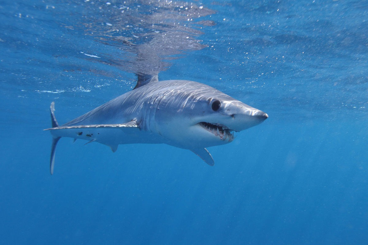 9 Facts to Get to Know the Mako Shark