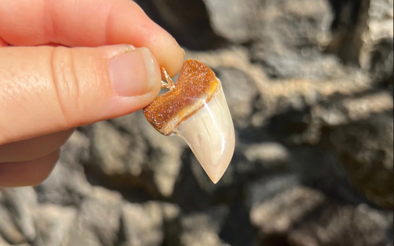Ombré Fossil Mako Tooth Pendant