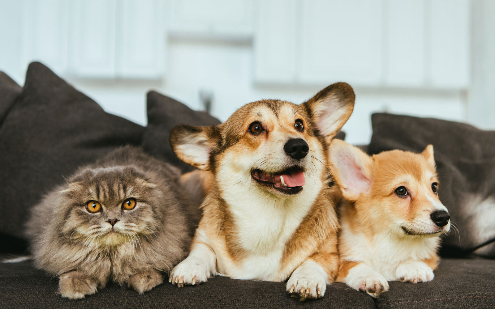 A cat and two dogs on a couch