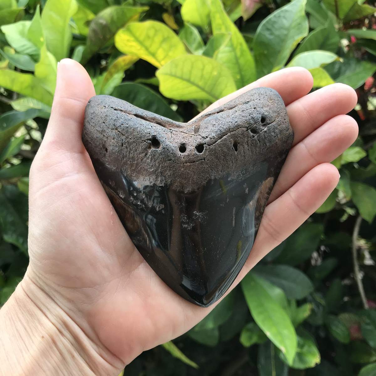 Megalodon Tooth Fossil