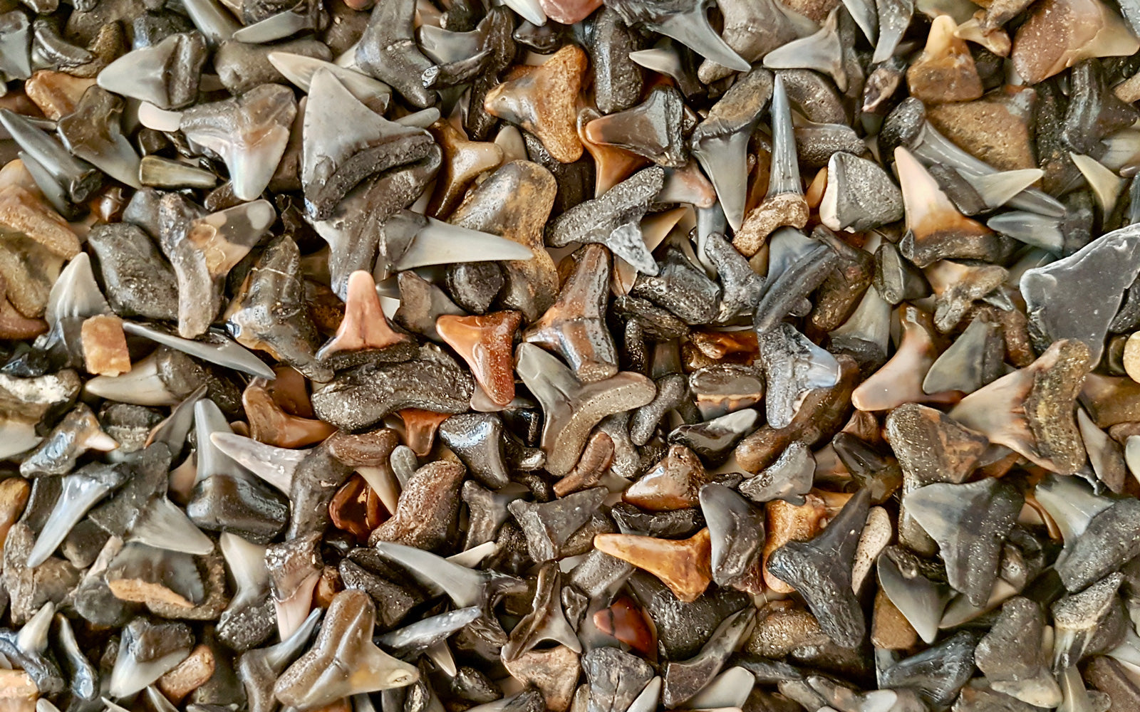 Large collection of shark teeth