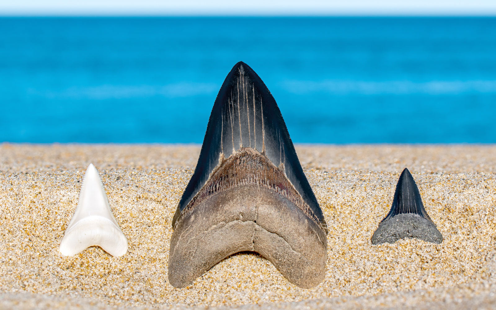 Three different shark teeth in the sand