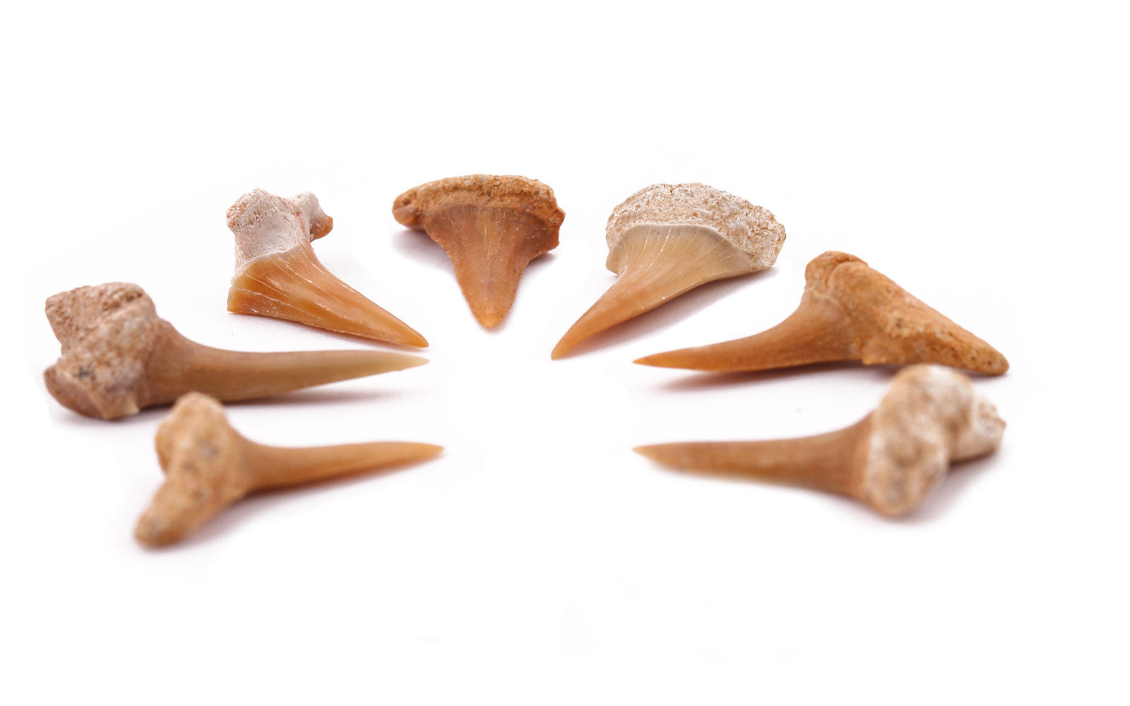 Brown shark tooth souvenirs arranged in a half circle