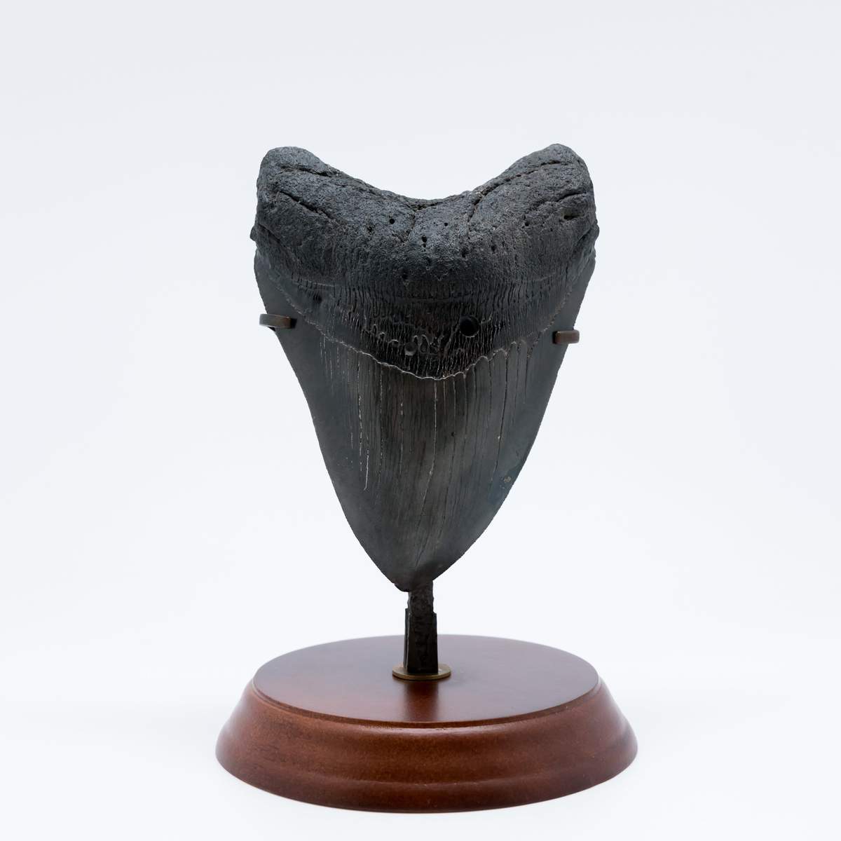 Megalodon tooth on a pedestal