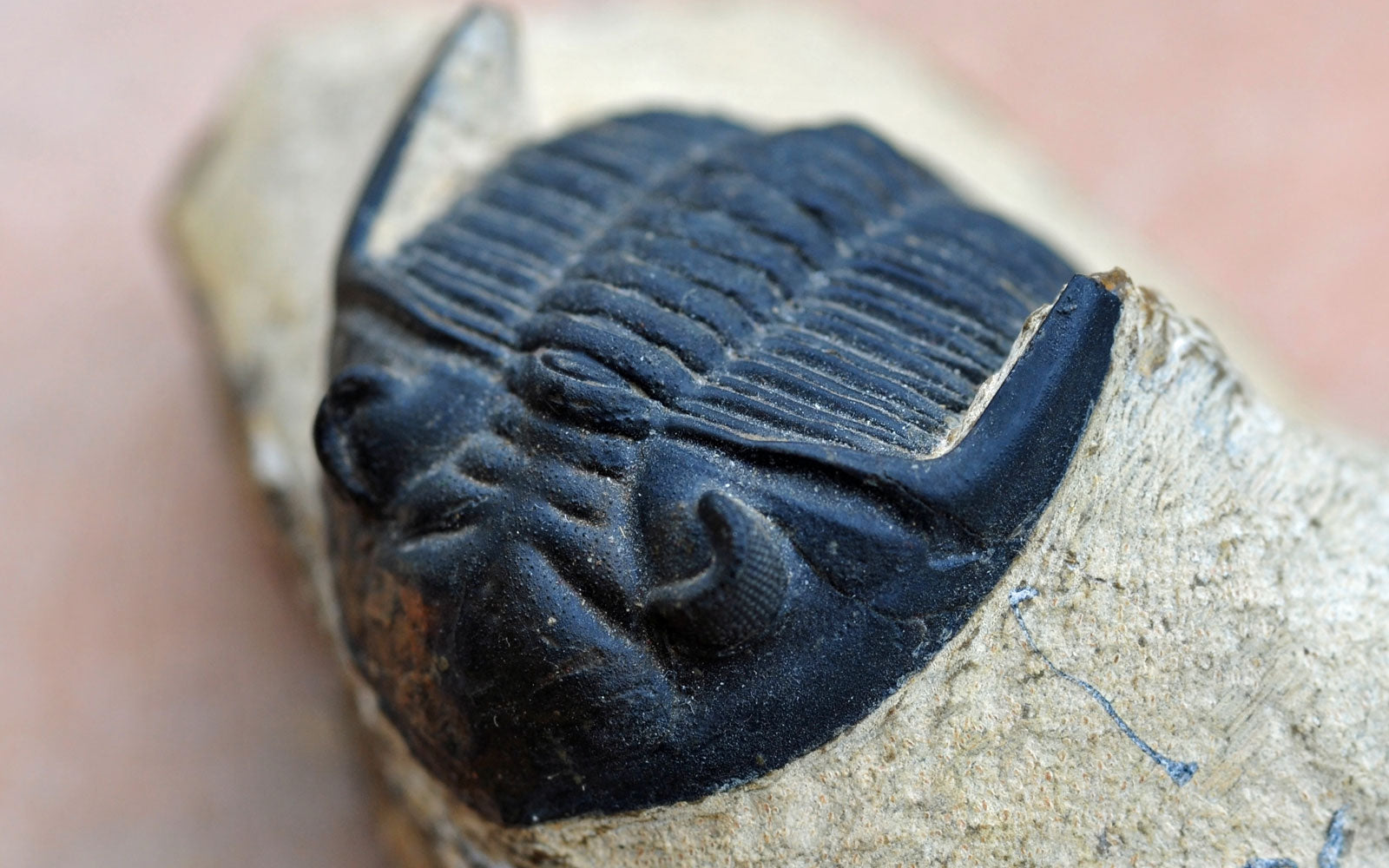 Detail of a trilobite fossil