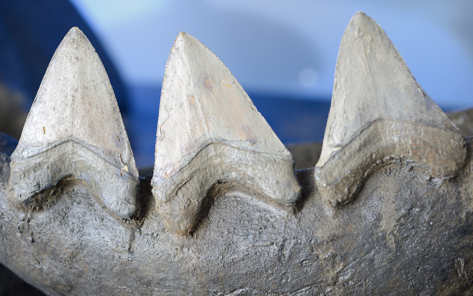 Model of a shark jaw with teeth