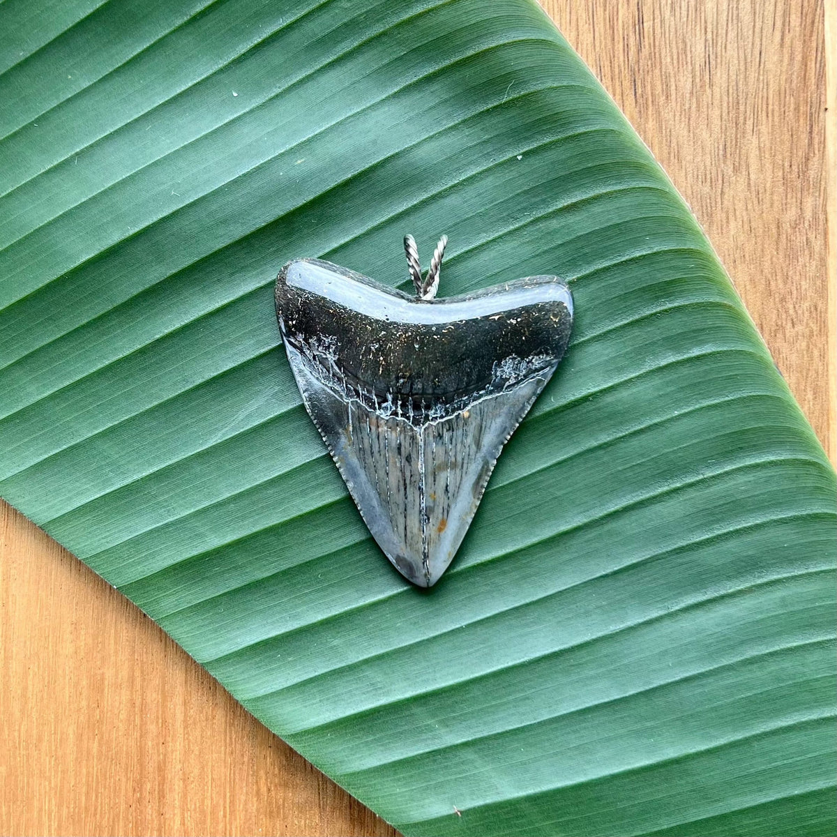Megalodon Tooth Pendants