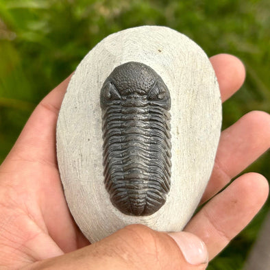 Phacops Trilobite Fossil