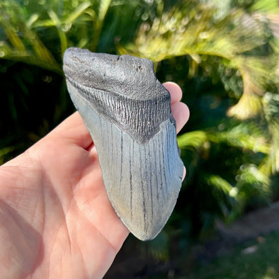 5 1/8” Partial Megalodon Tooth- Meg65