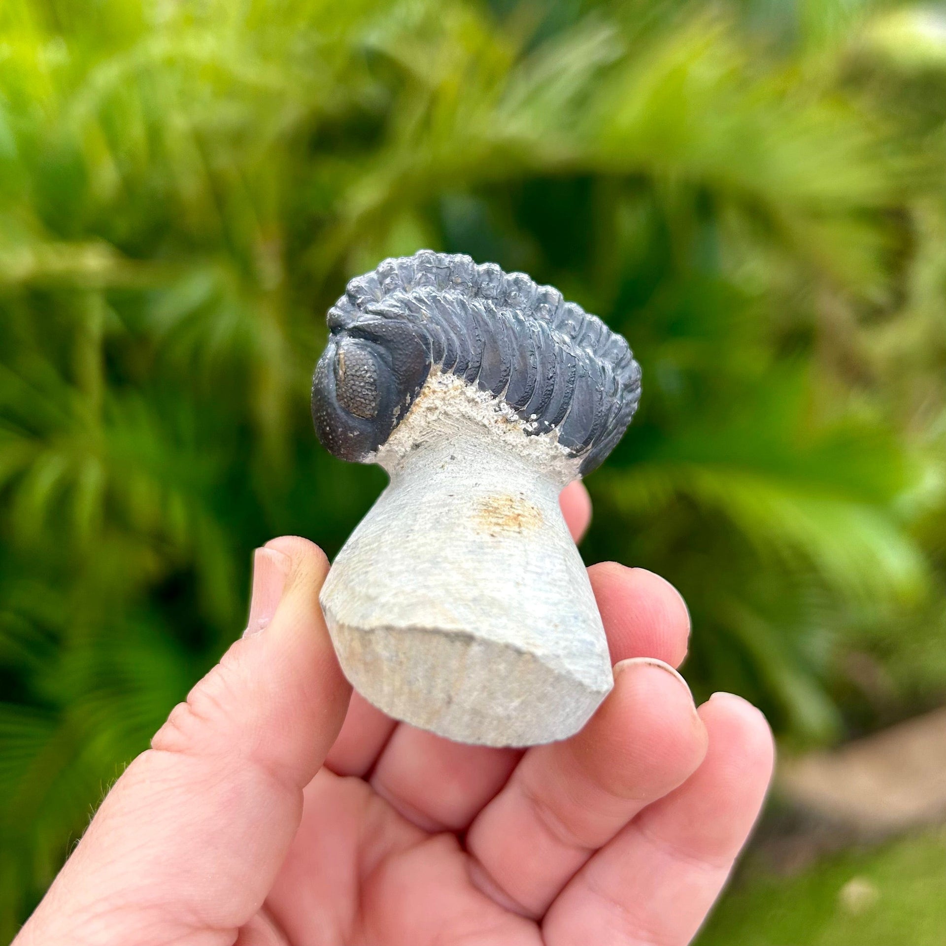 Phacops Trilobite Fossil from Morocco