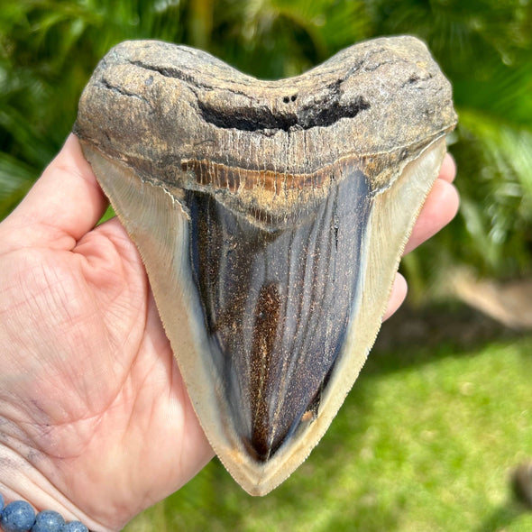A+ 6” Large Polished Megalodon Tooth