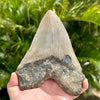 Back of A+ 6” Massive Polished Megalodon Tooth