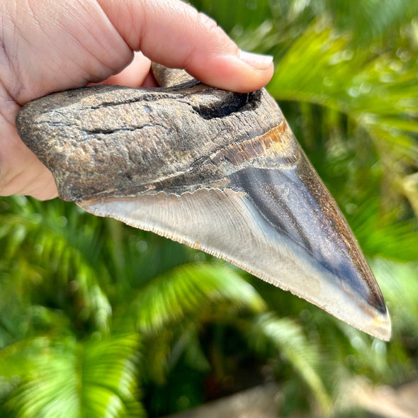 A+ 6” Large Polished Megalodon Tooth Fossil