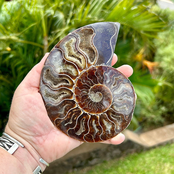 Left Side of 5 1/4” Ammonite Fossil Split Pair