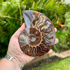 Right Side of 5.25 Inch Ammonite Fossil Split Pair