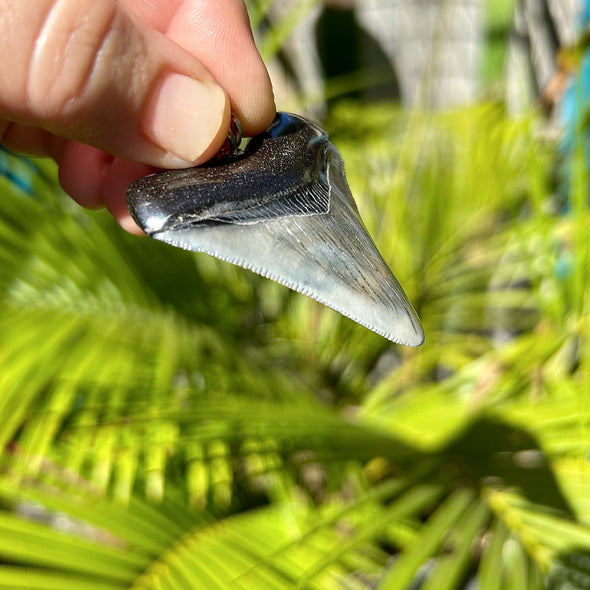 2 3/8“ Megalodon Tooth Pendant