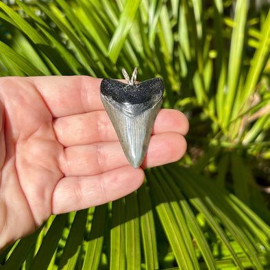 1 7/8” Megalodon Tooth Pendant with Black Root