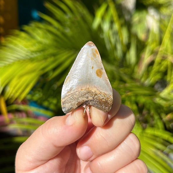 Back of 1.75 Inch Megalodon Tooth Fossil Pendant