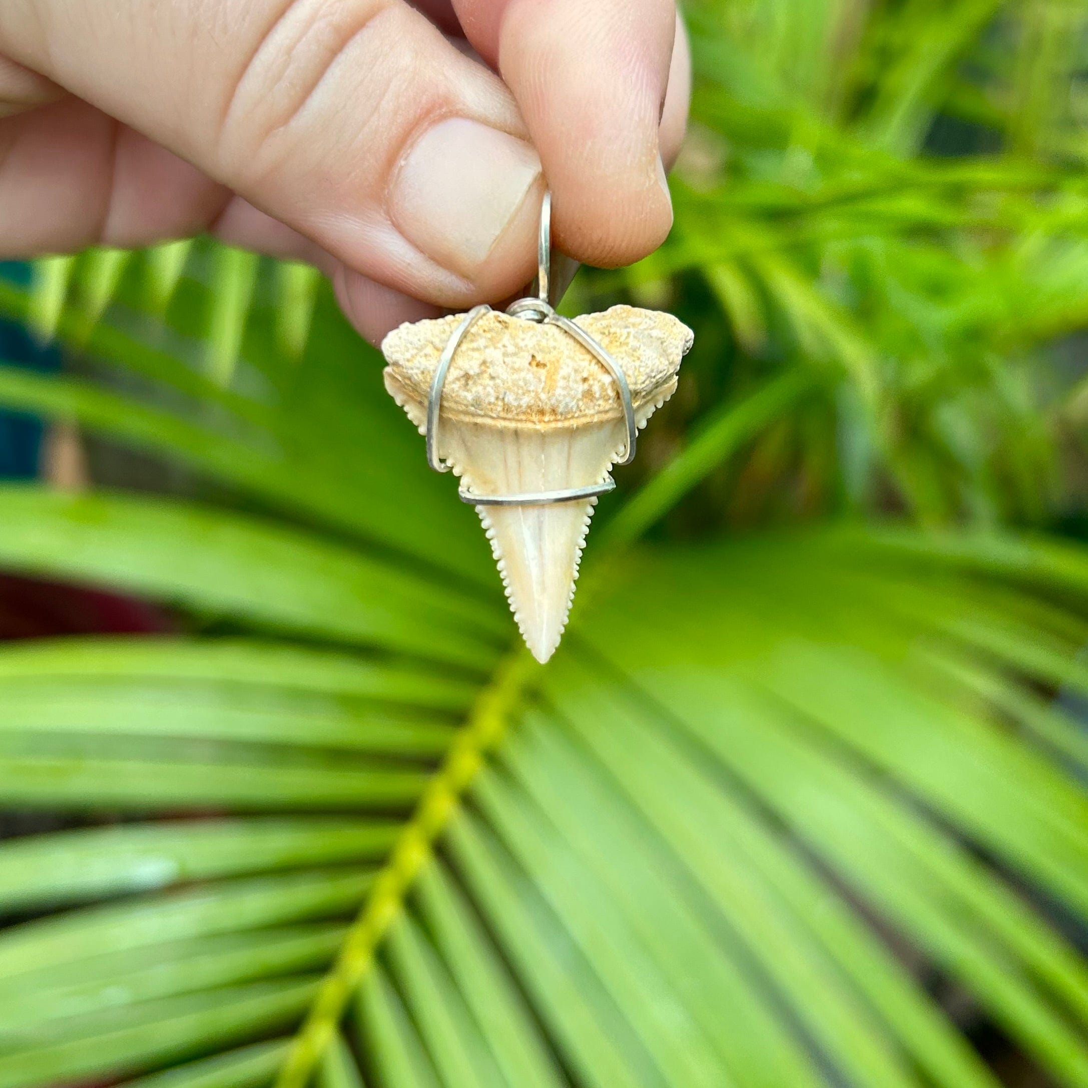 Fossil Great White Shark Tooth Pendant- 02 | Whaler's Locker