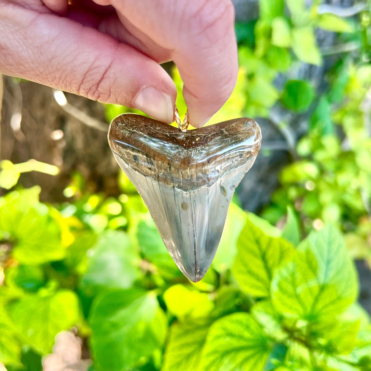 2 1/2“ Megalodon Pendant- STFP55
