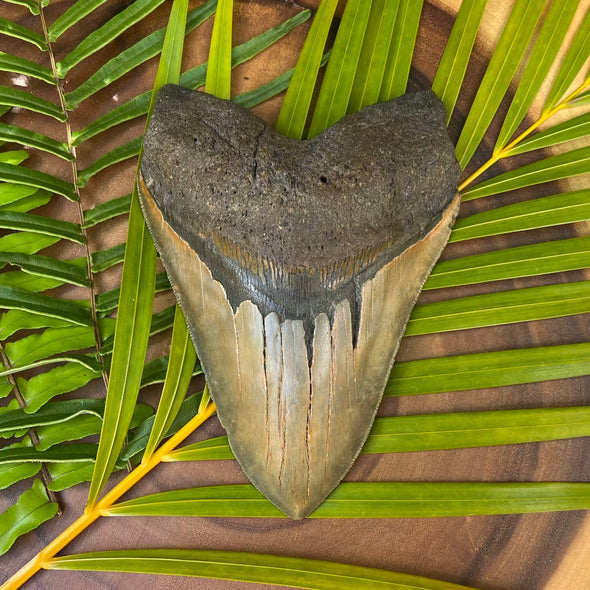 6 1/16 Inch Large Megalodon Shark Tooth