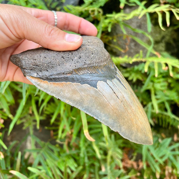 6 1/16” Large Megalodon Tooth