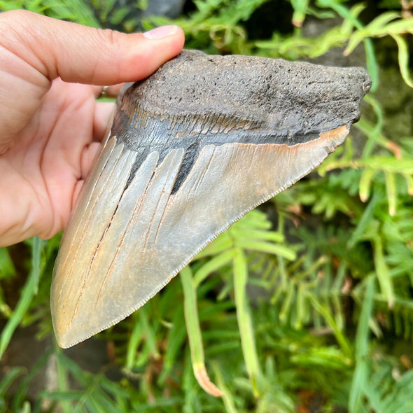 6 1/16” Large Megalodon Tooth Fossil