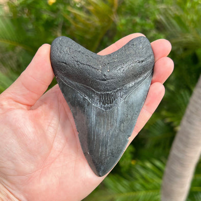 4 3/8” A+ Megalodon Tooth