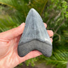 Back of 4 3/8” A+ Megalodon Tooth