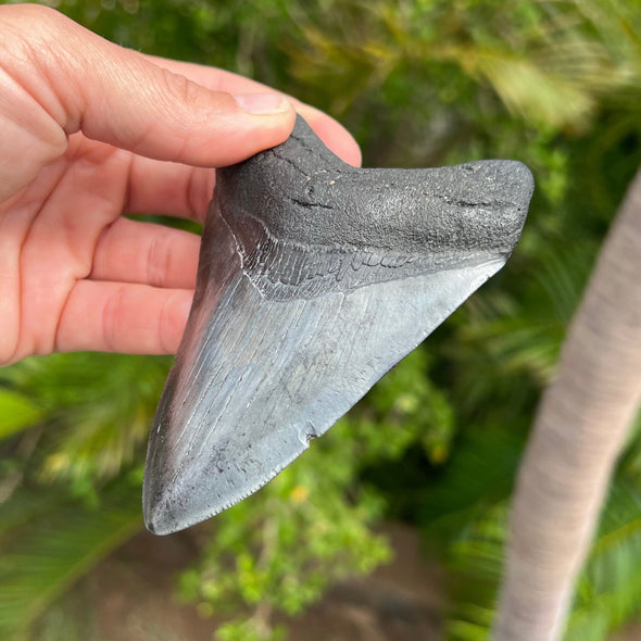 4 3/8” A+ Megalodon Shark Tooth
