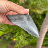 Black 4 3/8” A+ Megalodon Tooth Fossil