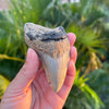 3 5/8” Partial Megalodon Tooth