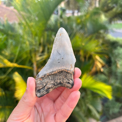 Back of 3 5/8” Partial Megalodon Tooth