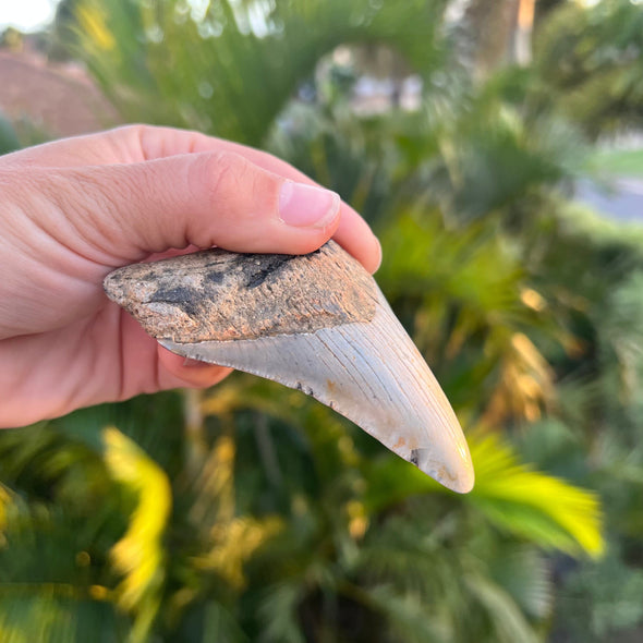 3 5/8” Partial Megalodon Tooth Fossil