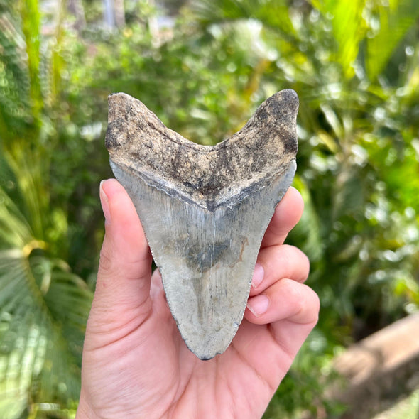 Back of 4" Megalodon Tooth