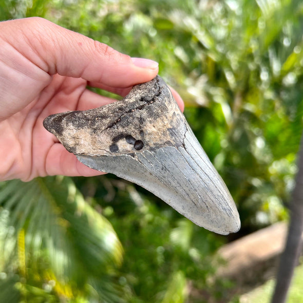 4 Inch Megalodon Tooth Fossil