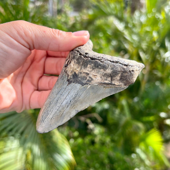 4" Megalodon Shark Tooth