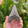 Back of 3 5/8" Megalodon Tooth