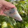 3 5/8 Inch Megalodon Shark Tooth Fossil