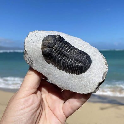 person holding Phacops Trilobite Fossil with beach in background