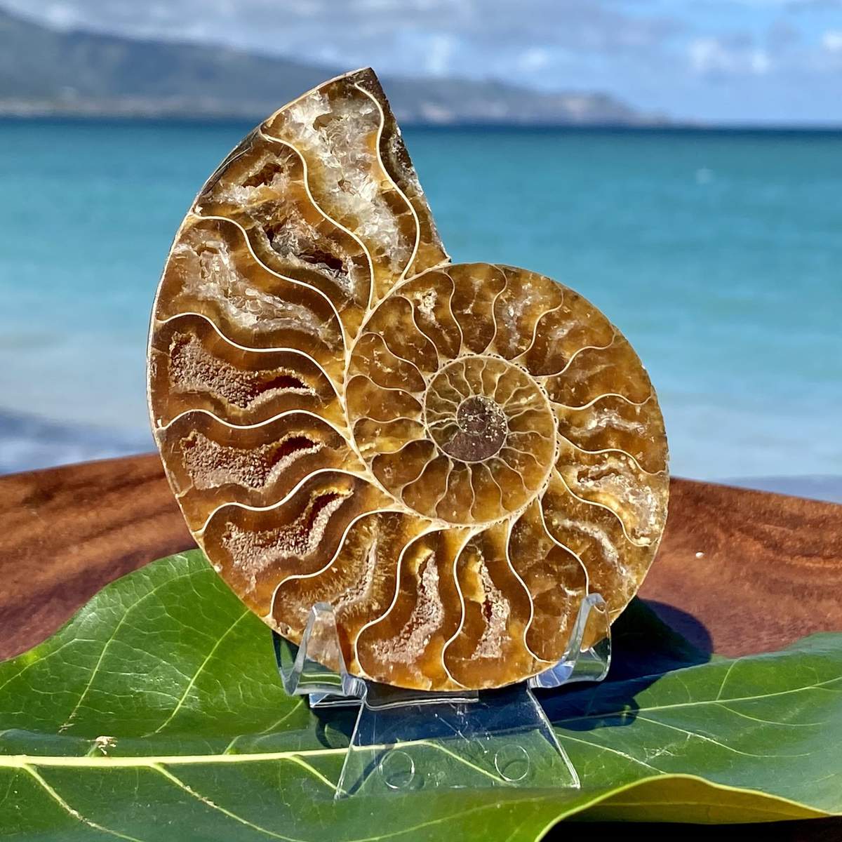 Ammonite Fossil Half