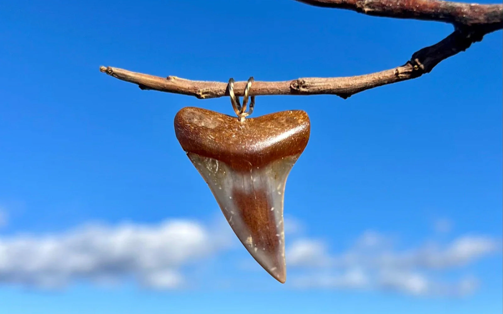 Alluring Fossil Mako Tooth Pendant hanging on branch