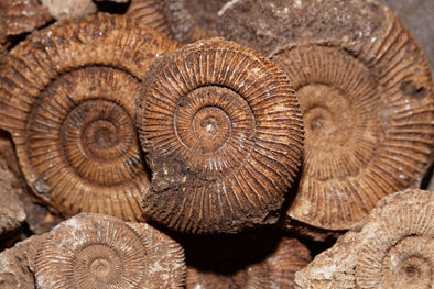 How Fossils Continue to Teach Us About the Past