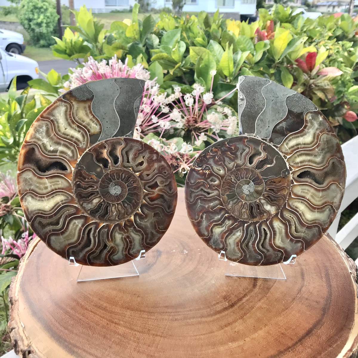 Ammonite Fossil Split Pair