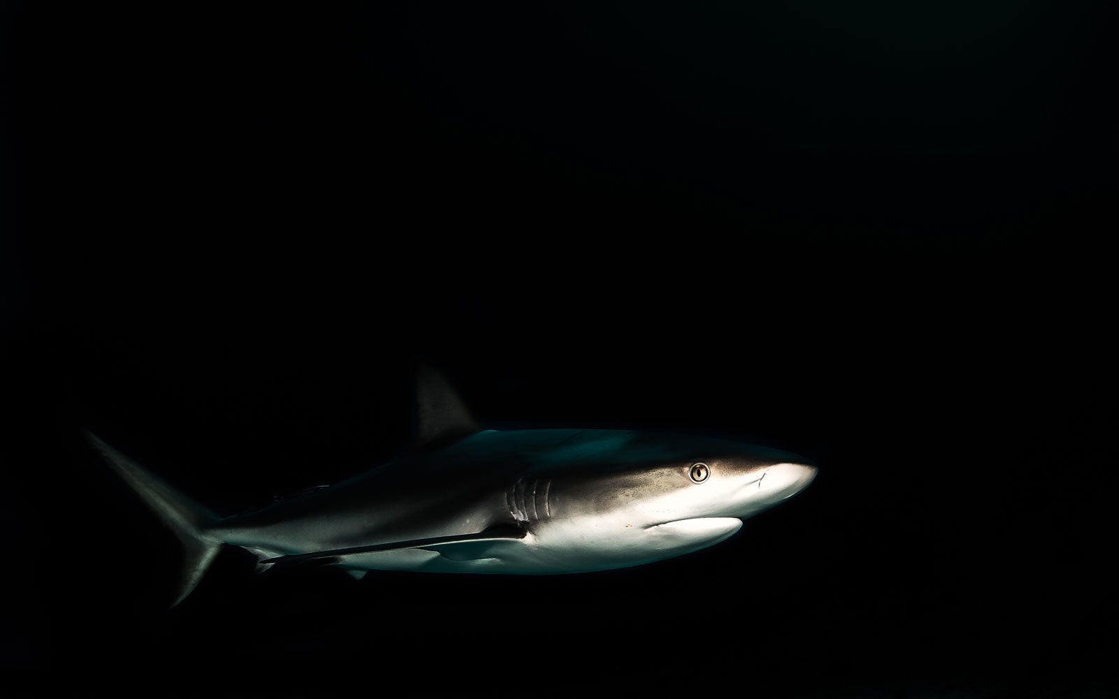 A Bull Shark in Dark Water