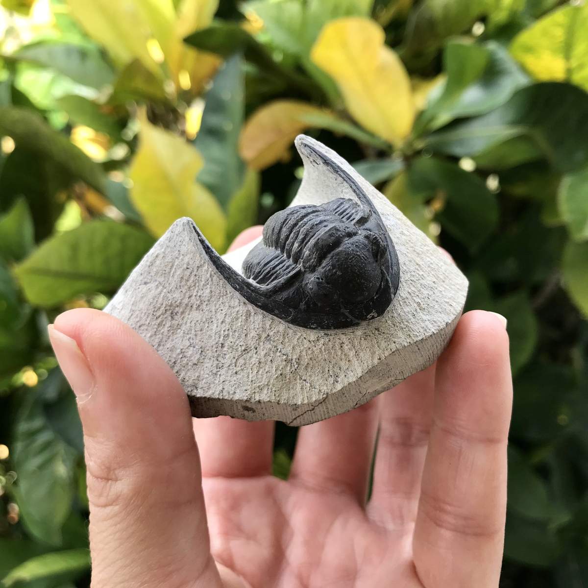 Fossil Trilobite