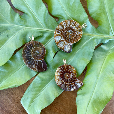 Large Ammonite Pendants on green leaf