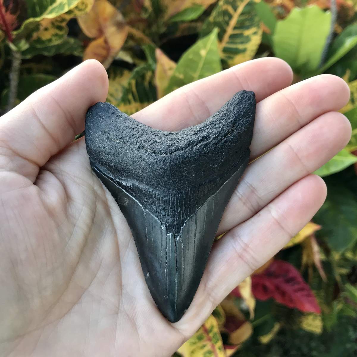 Dark Megalodon Tooth